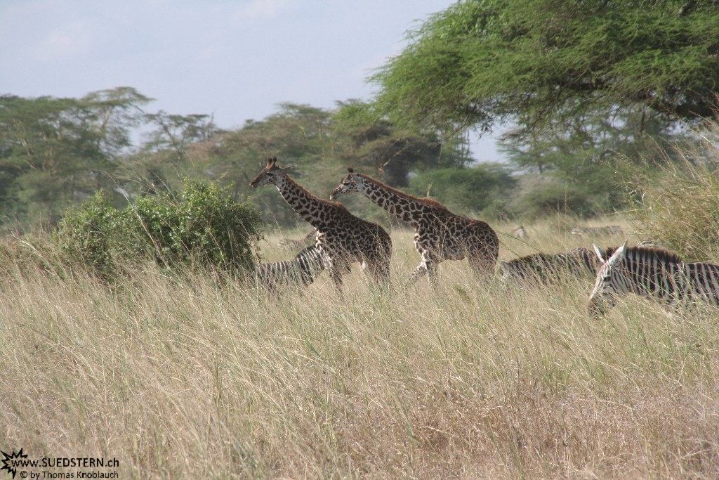 IMG 7947-Kenya, giraffes and zebras in Kimana Reserve